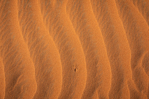 Rippled desert sand dune textures close up with animal footprint