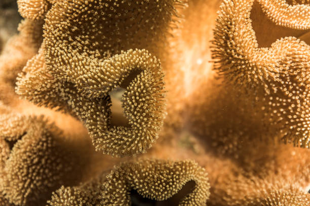istock Sea anemone close up textures under the ocean 1300011824