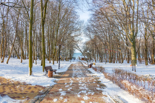 Perennial tree with frozen bark and branches in a winter city park