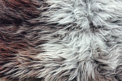 High angle view of a soft gray colored Herdwick sheepskin.