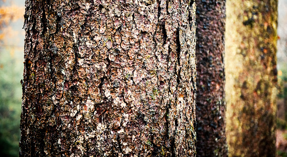 A close up of a tree trunk in the forest in autumn