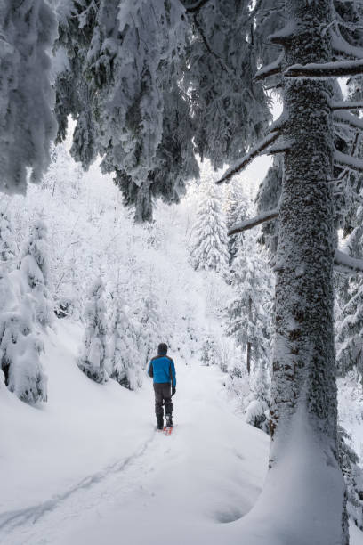 istock Walk in the winter forest after a snowfall 1300012846