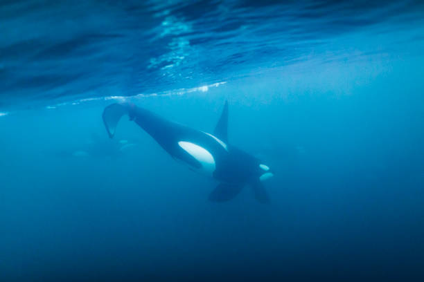 istock Killer whale orca swimming beneath the surface of the ocean 1300012989