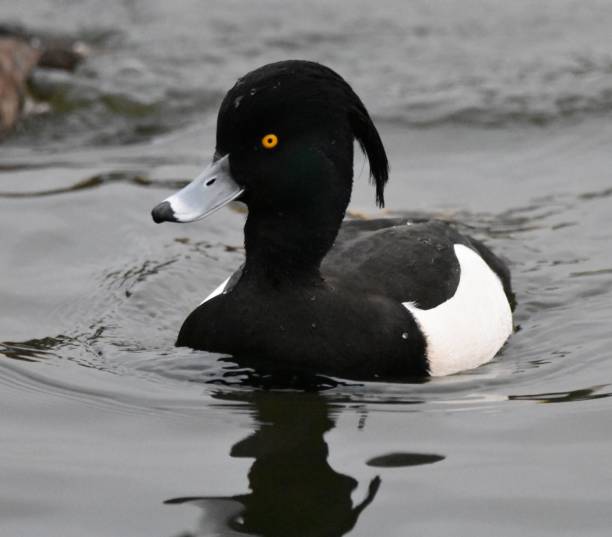 istock Tufted duck in Victoria Park Glasgow Scotland 1300013030