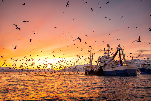 Fishing vessel and a flock of sea birds with beautiful golden sunset