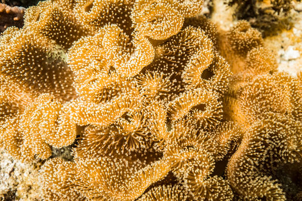 istock Sea anemone close up textures under the ocean 1300014297
