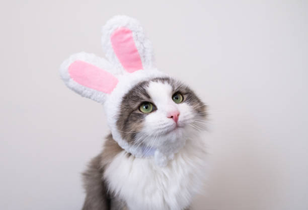 istock Cute funny gray cat in bunny ears sits on a white background. Cat in suit for easter 1300014430
