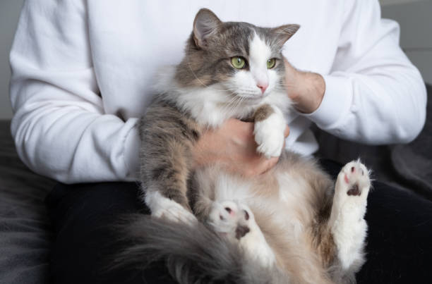 istock male hands hold a gray kitten at home. faceless man hugging with a cat 1300014538