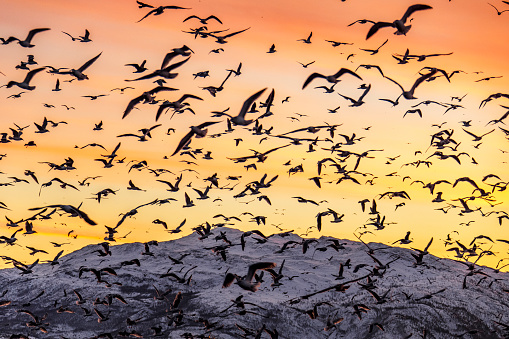 Flock of sea birds with beautiful golden sunset and snow covered mountains