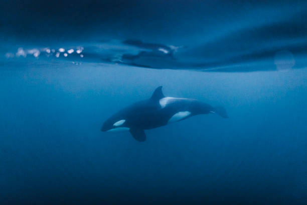 Killer whale orca swimming beneath the surface of the ocean Killer whale orca swimming beneath the surface of the ocean killer whale photos stock pictures, royalty-free photos & images