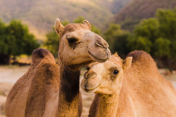 Close up portrait of camels in the desert and warm golden light Close up portrait of camels in the desert and warm golden light camel colored stock pictures, royalty-free photos & images