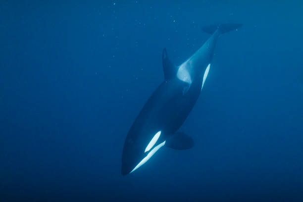 Killer whale orca swimming beneath the surface of the ocean