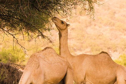 Group of camels feeding under a tree in the desert and warm golden light