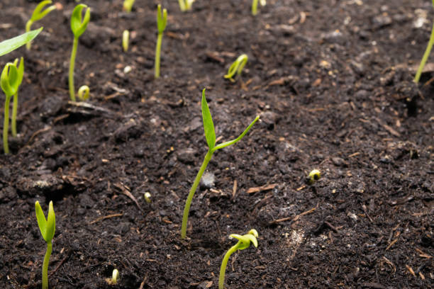 istock view of the ground with sweet pepper sprouts sprouting 1300018979