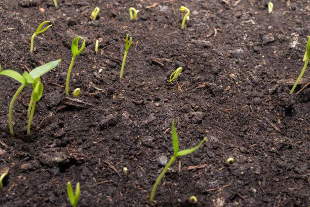 istock view of the ground with sweet pepper sprouts sprouting 1300018980