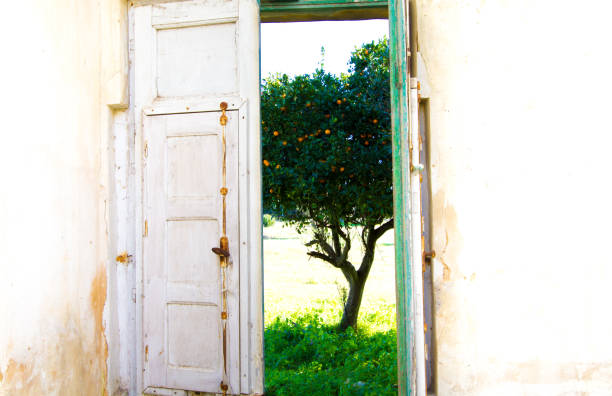 Beautiful Orange Tree Outside Old French Doors