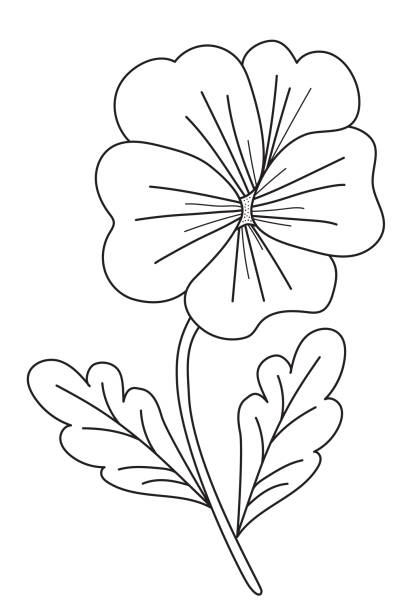 illustrazioni stock, clip art, cartoni animati e icone di tendenza di fiore primaverile - viola. disegno vettoriale. linea nera, contorno. sfondo bianco. pianta ornamentale viola per stampa, arredamento e design, cartoline e cartoline - doodle sketch drawing letter