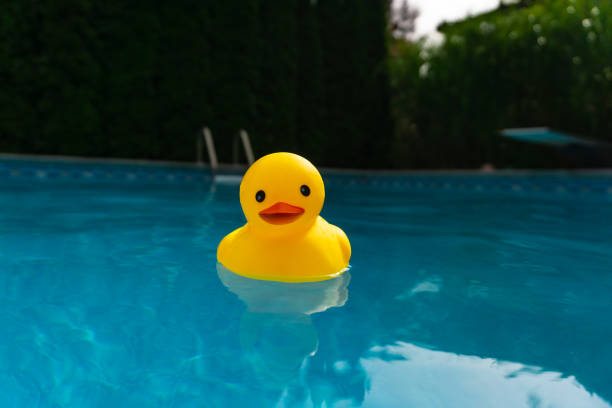 istock Yellow rubber ducky afloat in outdoors swimming pool 1300019740