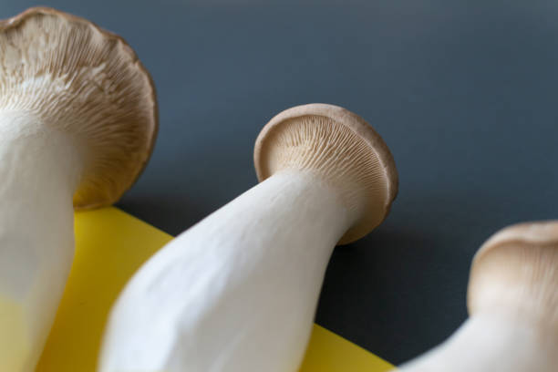 istock Eringi mushrooms on a yellow-gray background. 1300023377