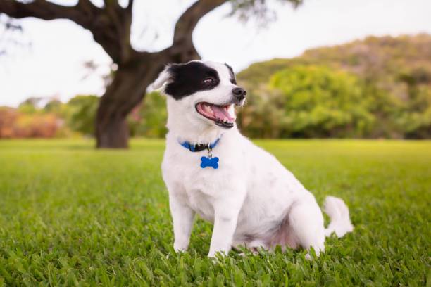 A cute dog sitting in the grass park. Healthy pets outdoor. A furry mixed black and white dog sitting on green grass under a tree in the park. collar stock pictures, royalty-free photos & images