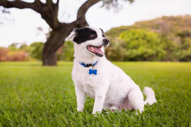 a cute dog sitting in the grass park. healthy pets outdoor. - color image animal dog animal hair imagens e fotografias de stock