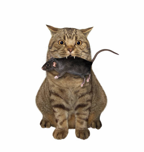 istock Cat with rat in its mouth 1300024534