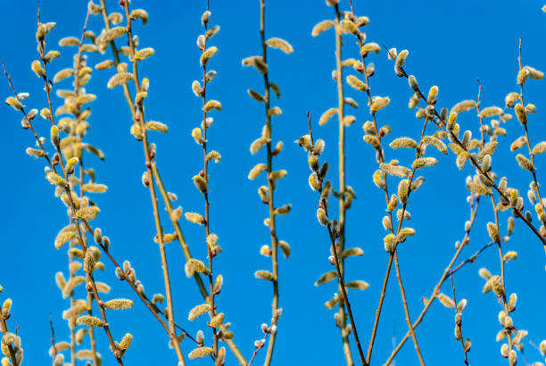 istock Spring picture - blooming willow twigs against the blue clear sky. 1300024787