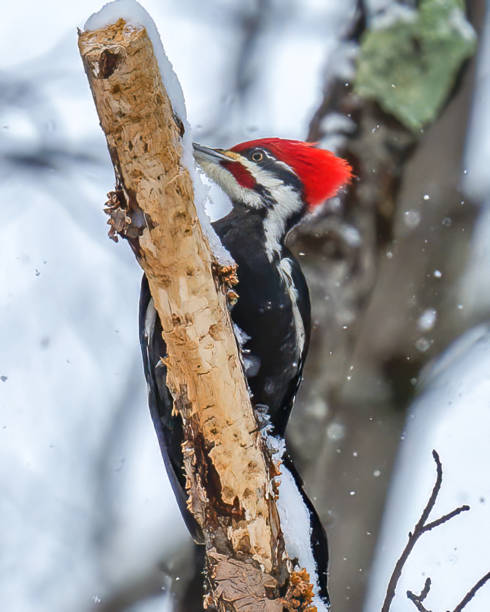 istock Pileated Woodpecker on a branch in the snow 1300025018