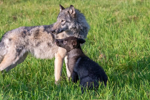 istock Wolf Puppy and Mom 1300025192