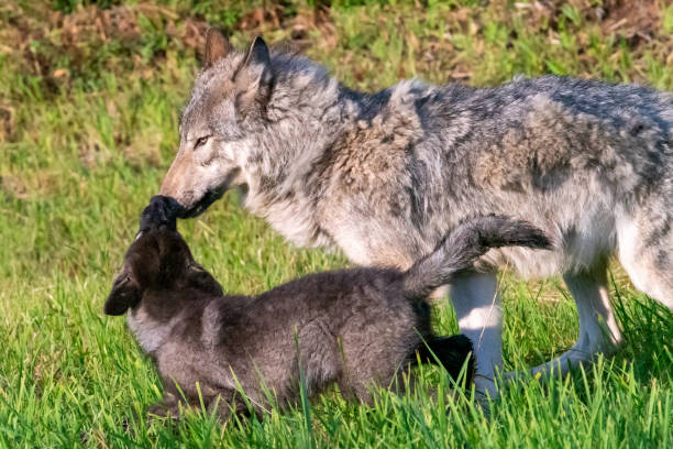 istock Wolf Puppy and Mom 1300025209
