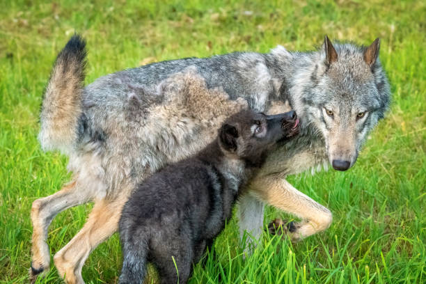 istock Wolf Puppy and Mom 1300025259