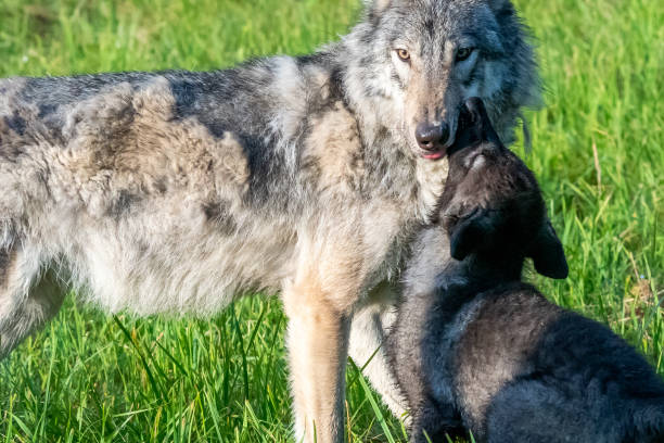 istock Wolf Puppy and Mom 1300025266