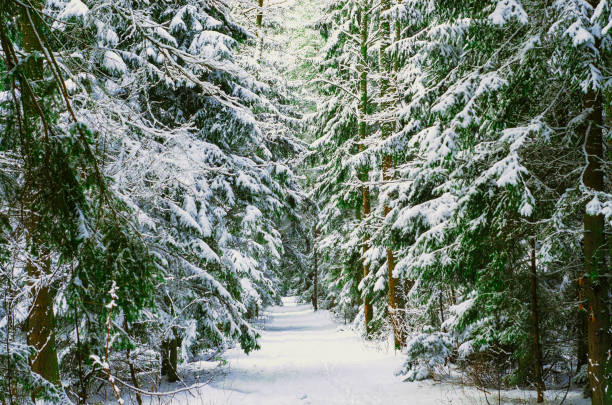 Snow covered trees in the winter forest with road. Way through frozen woodland with snow. Winter landscape. Christmas background. Footpath in pine winter wood. Park with falling snow. Stock photo january photos stock pictures, royalty-free photos & images