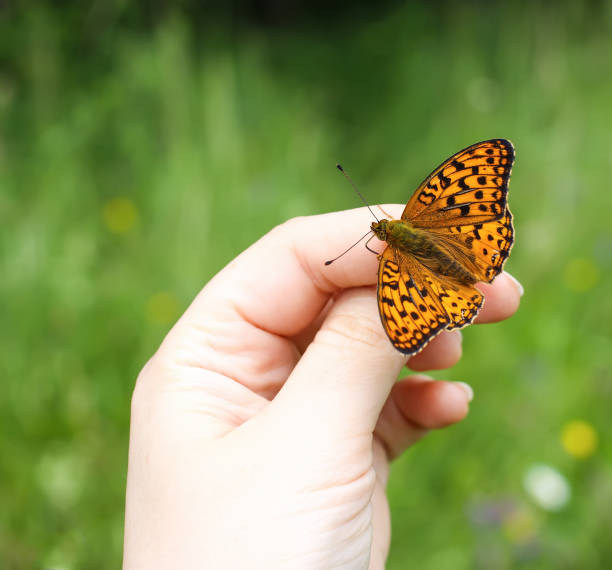 istock Butterfly sitting on hand on summer nature backround. 1300027876
