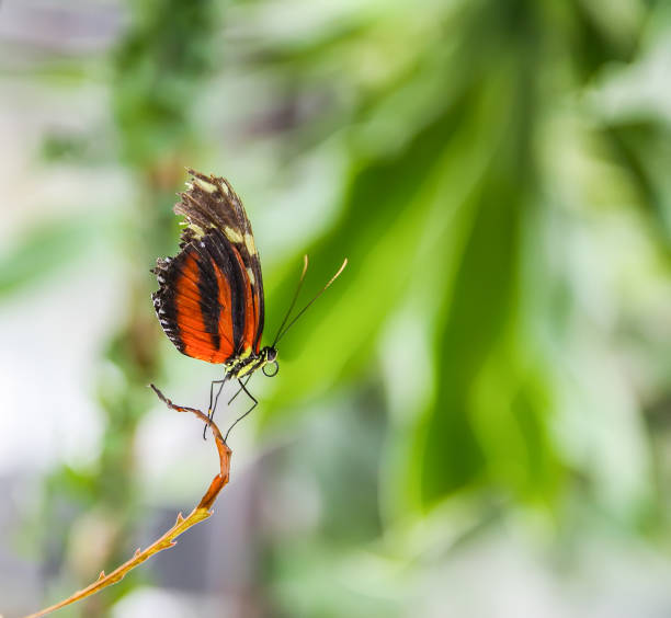 istock Tropical butterfly sitting on green leaves. 1300027914