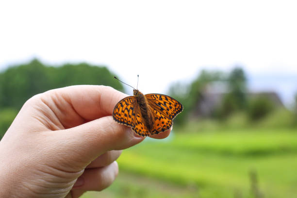 istock Butterfly sitting on hand on summer nature backround. 1300027949