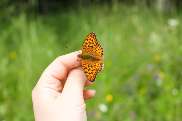 istock Butterfly sitting on hand on summer nature backround. 1300027959