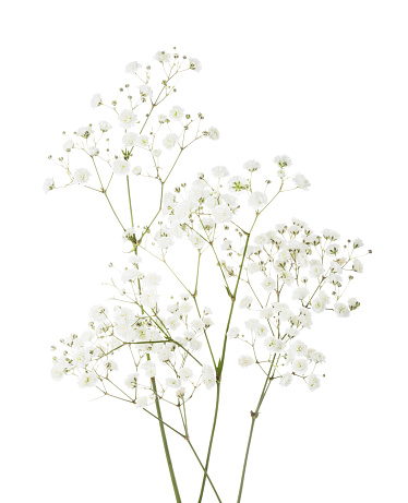 Pocas ramitas con pequeñas flores blancas de Gypsophila (aliento de bebé) aisladas sobre fondo blanco. photo