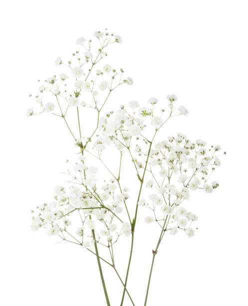 pochi ramoscelli con piccoli fiori bianchi di gypsophila (respiro del bambino) isolati su sfondo bianco. - small bouquet foto e immagini stock