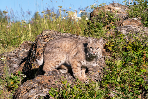 Juvenile bobcat in the mountains walking on rocks