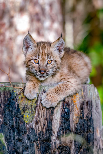 istock Siberian Lynx Baby 1300030954
