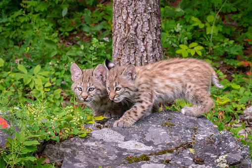Bobcat cubs playing on rocks and in grass in Montana