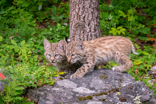 Female cat breastfeeding her newborn kittens in the wild