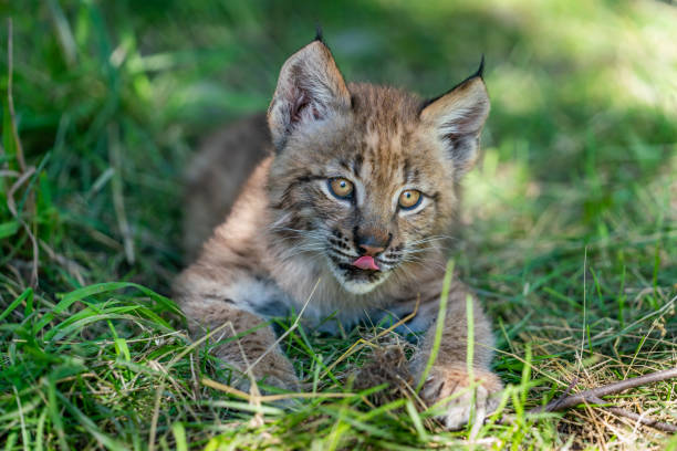 istock Siberian Lynx Baby 1300030986