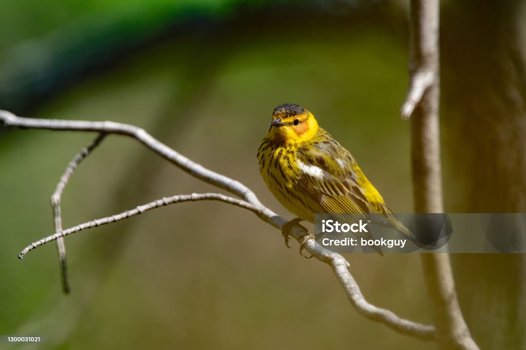 Cape May Warbler A Cape May Warbler looking for food during the spring migration in Wisconsin. Animal Stock Photo