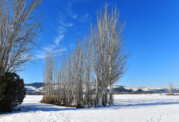 istock a snowy landscape with blue sky 1300031089