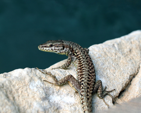 Wall lizard (Podarcis muralis) enjoy the sun. Reptile of the year 2011.