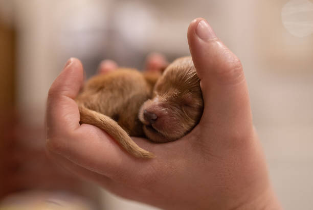 istock Puppy in hand 1300031170
