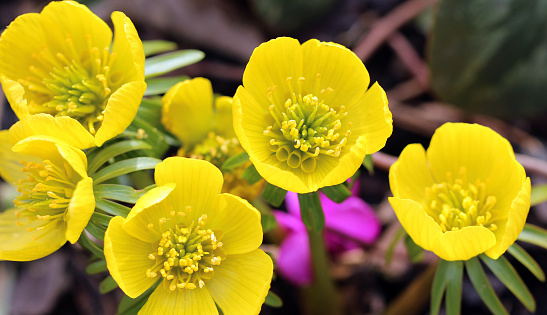 Yellow Wildflowers with prominent stamens, Northern Cinquefoil, Potentilla villosa