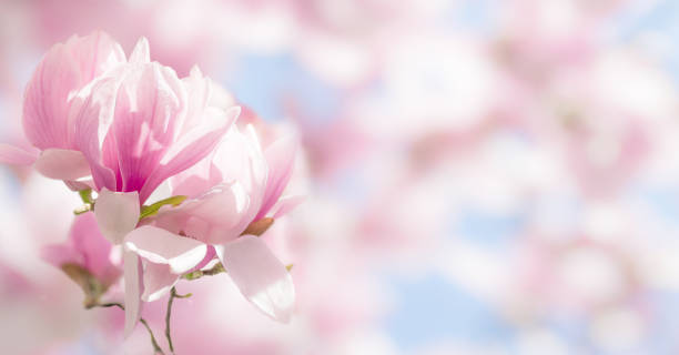 blooming magnolia tree branch in spring on pastel bokeh background, internet springtime banner - magnolia imagens e fotografias de stock